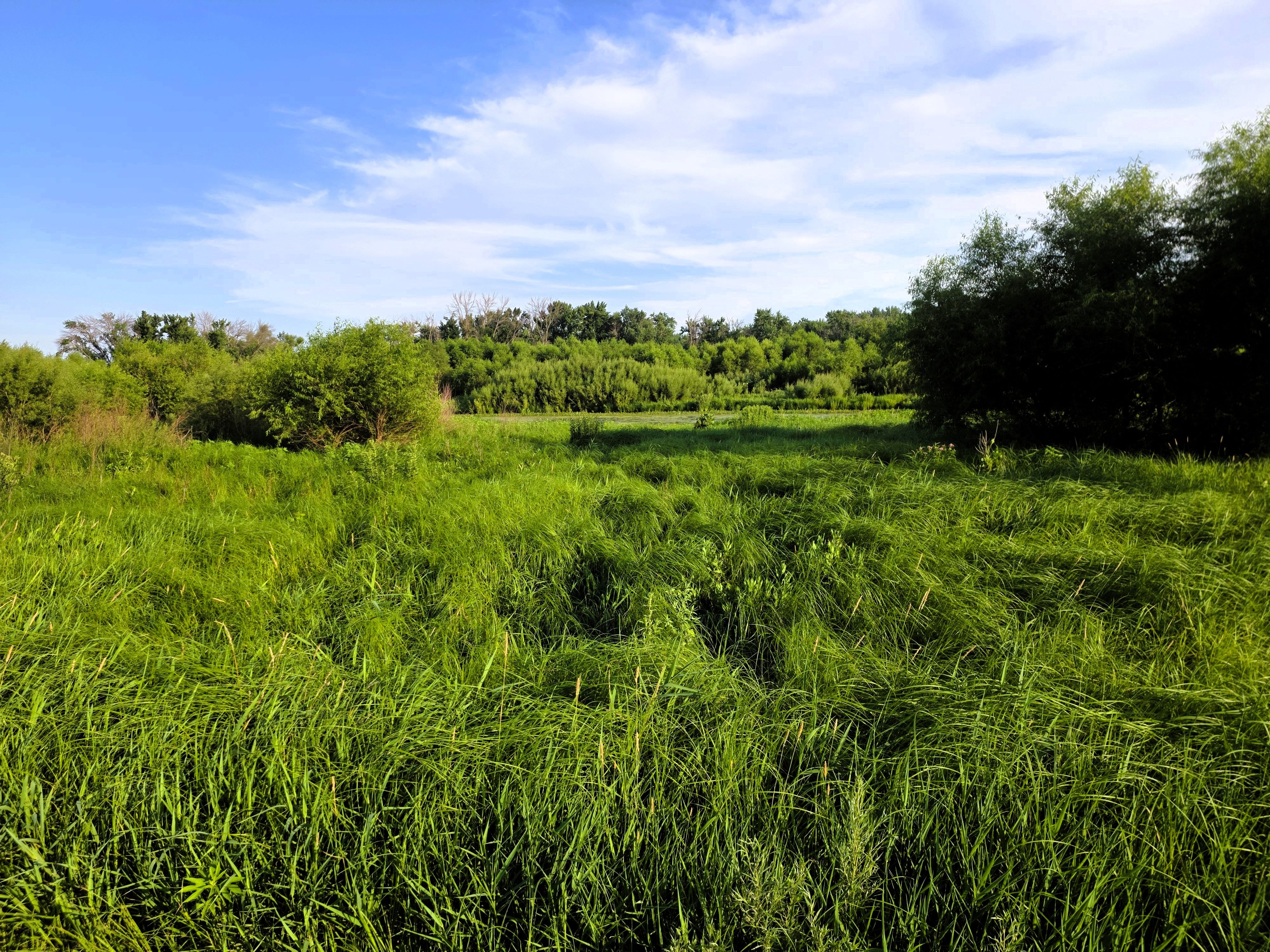 Listing Photo: Ground - grass III